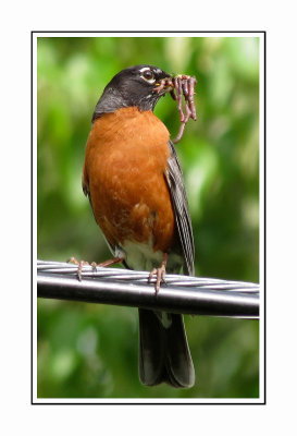 019 MERB American Robin with Worms