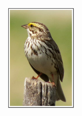 039 RHR Savannah Sparrow