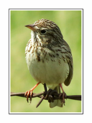 174 RHR Vesper Sparrow