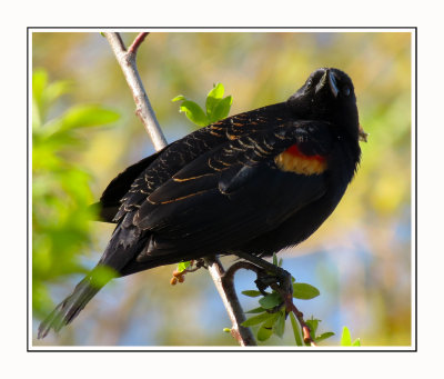 140 SABT Red-winged Blackbird
