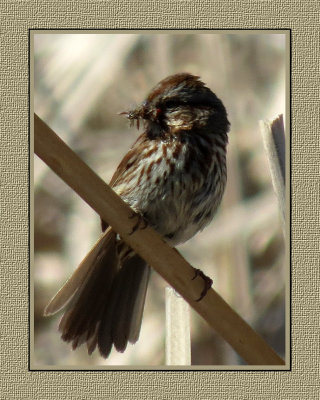 151 SABT Song Sparrow