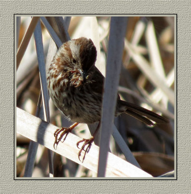 152 SABT Song Sparrow