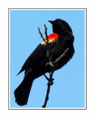 180 SABT Red-winged Blackbird