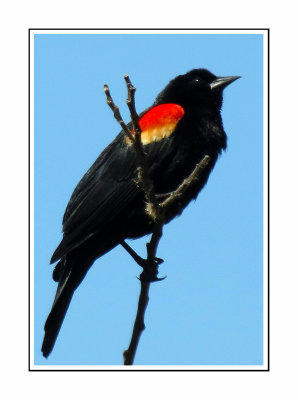 181 SABT Red-winged Blackbird