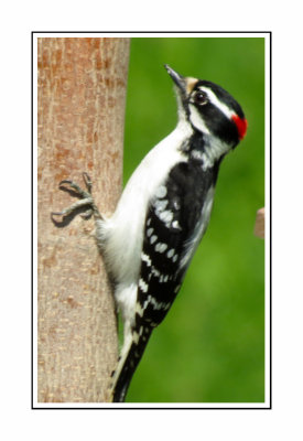 182 SABT Downy Woodpecker