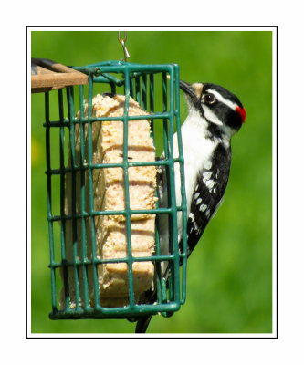 184 SABT Downy Woodpecker