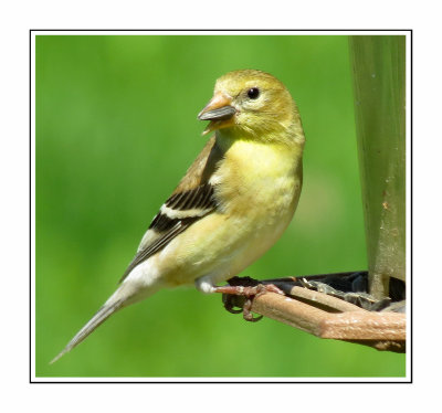 192 SABT Female American Goldfinch