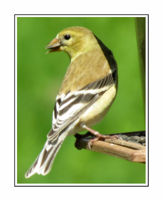 198 SABT Female American Goldfinch