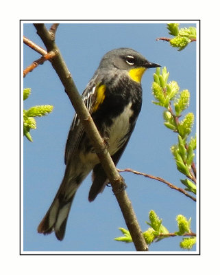 202 SABT (Audubon's) Yellow-rumped Warbler
