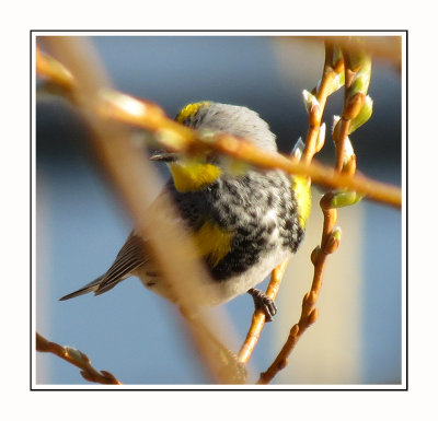 020 SAB Yellow-rumped Audubon's Warbler in Hiding