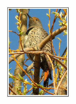 068 SAB Female Northern Red-shafted Flicker