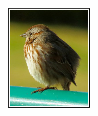 104 SAB Song Sparrow