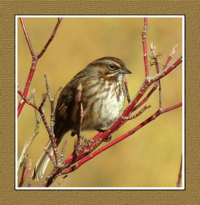 144 SAB Song Sparrow