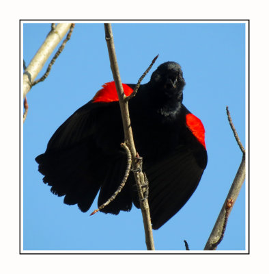 174 SAB Red-winged Blackbird