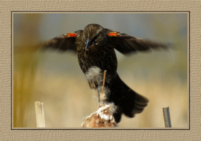 181 SAB Immature Red-winged Blackbird