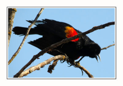 192 SAB Red-winged Blackbird