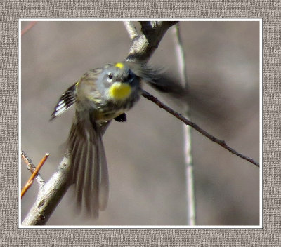 270 SAB Yellow-rumped Audubon's Warbler