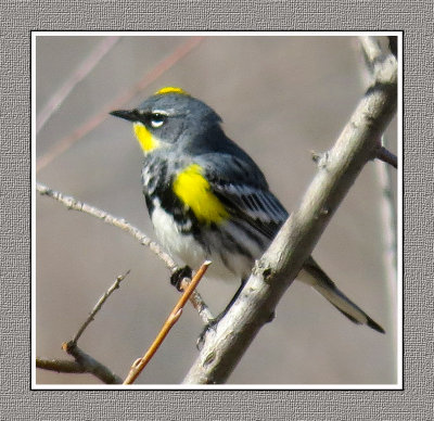 271 SAB Yellow-rumped Audubon's Warbler