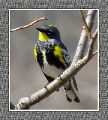 276 SAB Yellow-rumped Audubon's Warbler