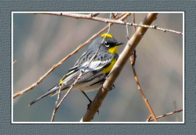 278 SAB Yellow-rumped Audubon's Warbler