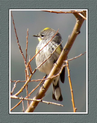 282 SAB Yellow-rumped Audubon's Warbler