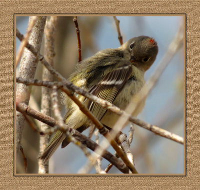 343 SAB Ruby-crowned Kinglet