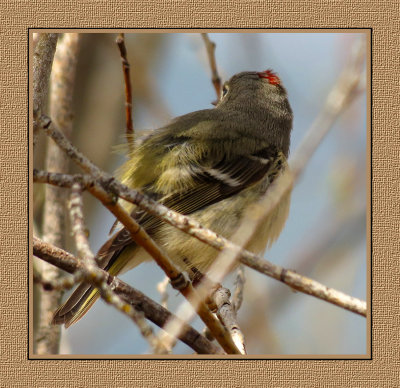 345 SAB Ruby-crowned Kinglet