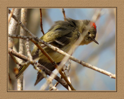 351 SAB Ruby-crowned Kinglet