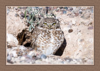 027 15 1 16 Burrowing Owl in Tucson, Arizona