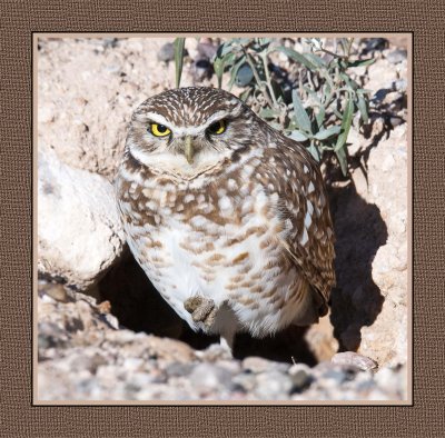 067 15 1 16 Burrowing Owl in Tucson, Arizona