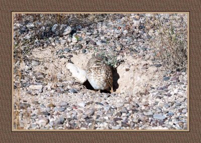 079 15 1 16 Burrowing Owl in Tucson, Arizona