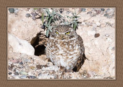 126 15 1 16 Burrowing Owl in Tucson, Arizona