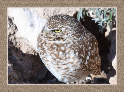 151 15 1 16 Burrowing Owl in Tucson, Arizona