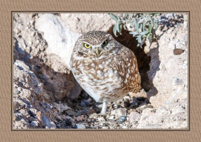 169 15 1 16 Burrowing Owl in Tucson, Arizona