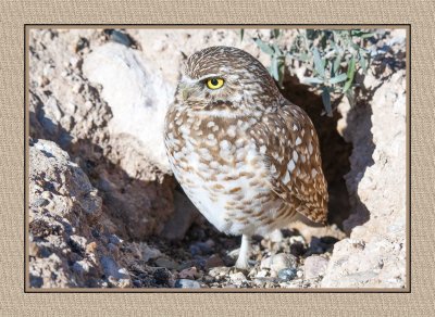 205 15 1 16 Burrowing Owl in Tucson, Arizona