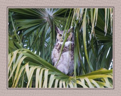 019 15 1 26 Great Horned Owl