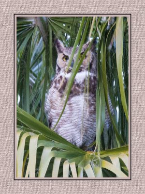 019a 15 1 26 Great Horned Owl