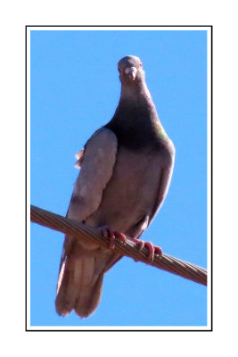 026 15 1 16a Band-tailed Pigeon