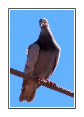 031 15 1 16a Band-tailed Pigeon