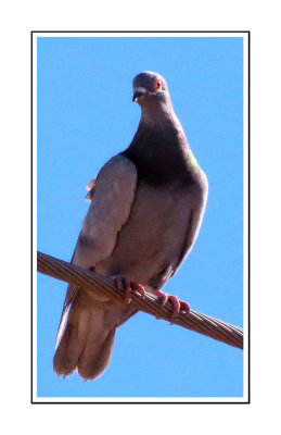 038 15 1 16a Band-tailed Pigeon