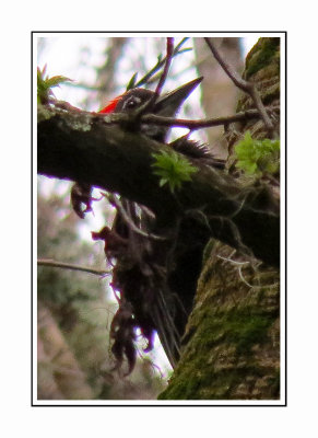 2263 BSP Pileated Woodpecker Hiding