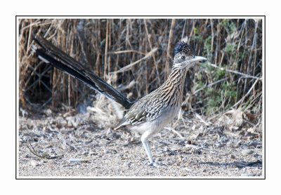 W 170 15 3 14 Roadrunner