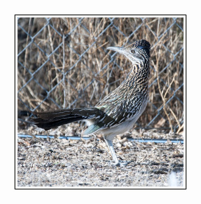 W 179 15 3 14 Roadrunner