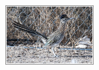 W 181 15 3 14 Roadrunner