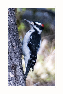 MKCL 14 10 2 063 Hairy Woodpecker