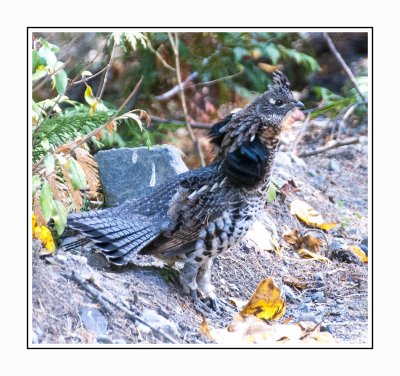 MKCL 14 10 2 130 Ruffed Grouse - Gray Morph