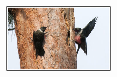 039 15 5 1 Lewis's Woodpeckers