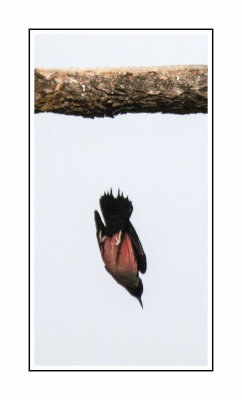 053 15 5 1 Lewis's Woodpecker High Dive