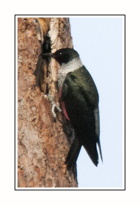 078 15 5 1 Lewis's Woodpecker