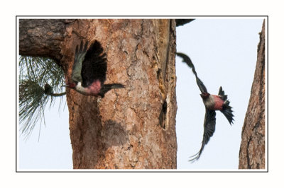096 15 5 1 Lewis's Woodpeckers